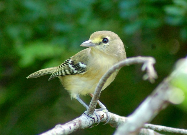 Thick-billed Vireo, Abaco (Becky Marvil 2).jpg