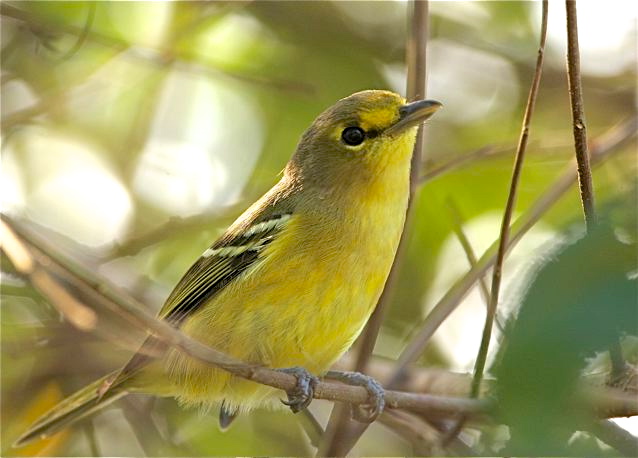 Thick-billed Vireo, Abaco (Bruce Hallett 1)