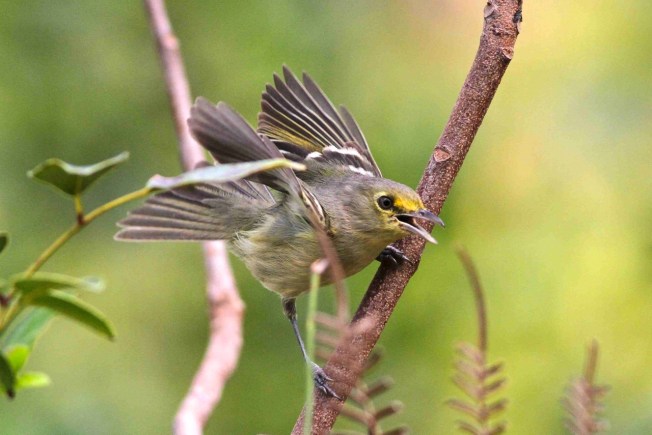 Thick-billed Vireo, Abaco  (Gerlinde Taurer 2)