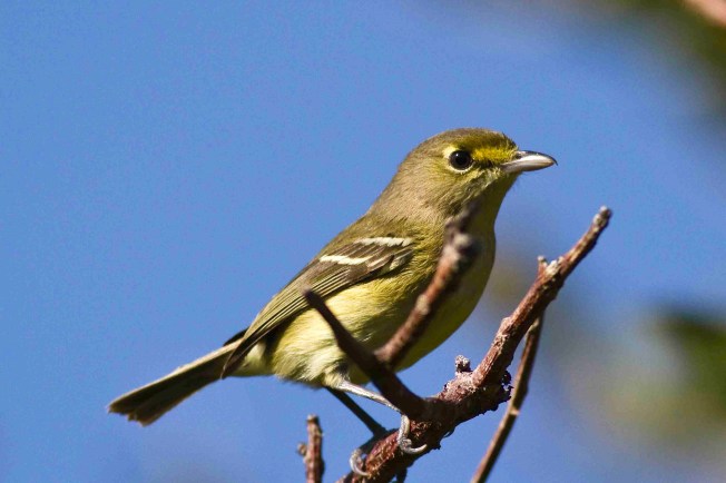 Thick-billed Vireo, Abaco (Craig Nash) 