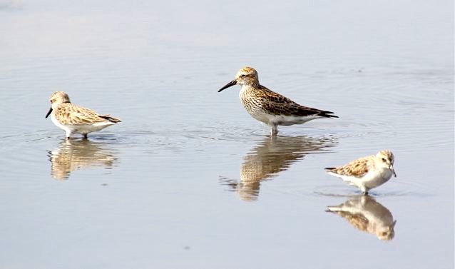 White-rumped Sandpiper + 2 semi-palmated(Woody Bracey)1