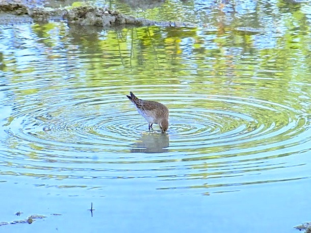 White-rumped Sandpiper (Woody Bracey)2