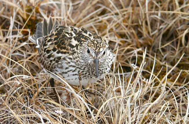 White-rumped_Sandpiper (Tim Bowman wiki)