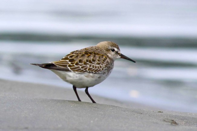 White-rumped_sandpiper_(2) Rick elis.simpson wiki