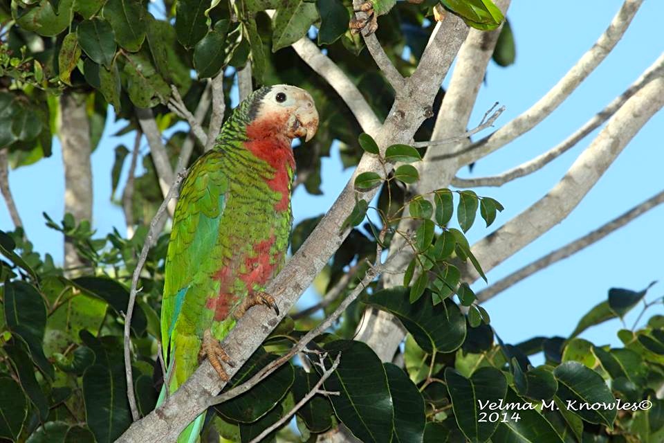 Abaco Parrot, Abaco (Velma Knowles)