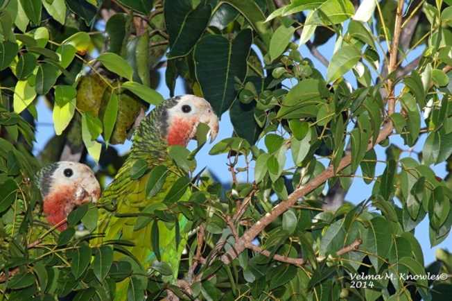 Abaco Parrot pair, Abaco (Velma Knowles)