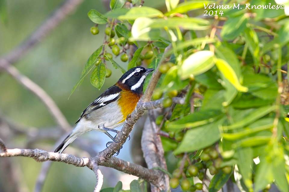 Western Spindalis, Abaco (Velma Knowles)