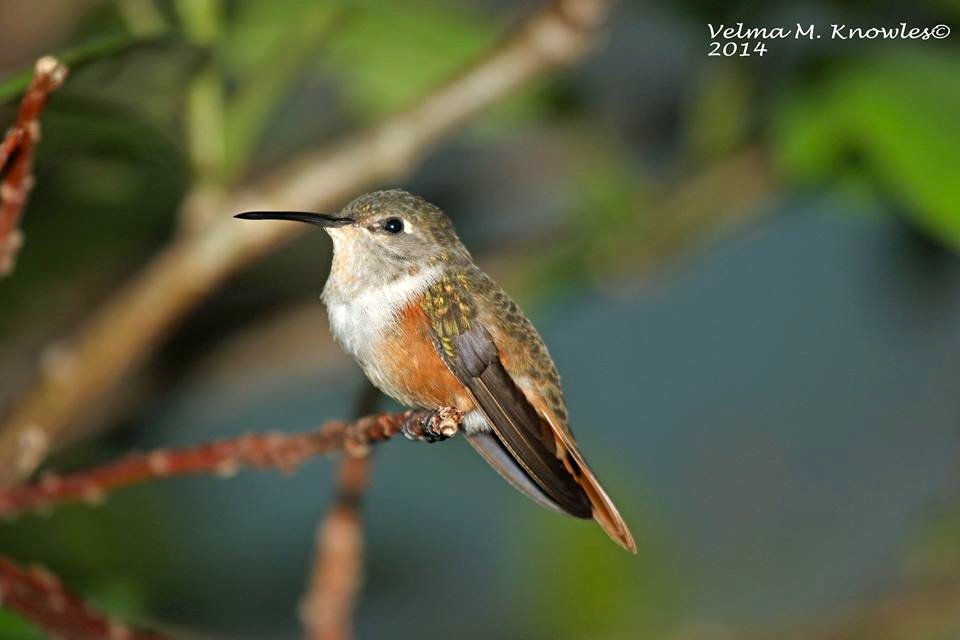 Bahama Woodstar, Abaco (Velma Knowles)