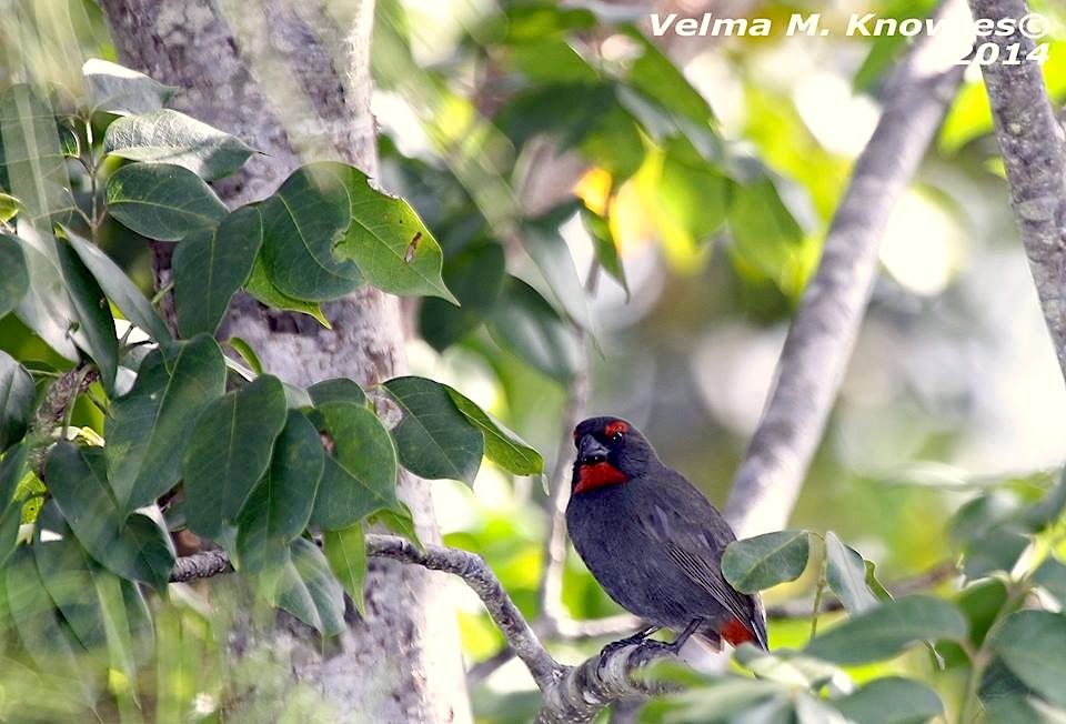 Greater Antillean Bullfinch, Abaco (Velma Knowles)
