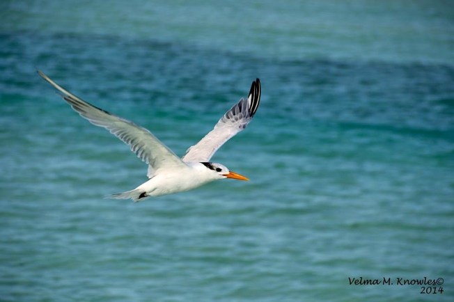 Royal Tern, Abaco (Velma Knowles)