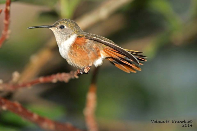 Bahama Woodstar (female), Abaco (Velma Knowles)