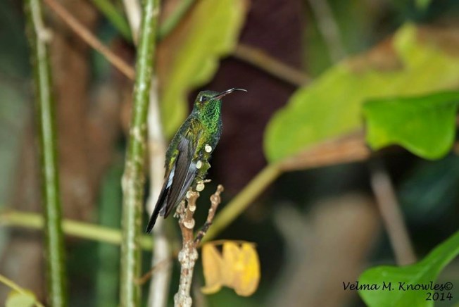Cuban Emerald, Abaco (Velma Knowles)