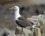 800px-Great_Black-backed_Gull_Larus_marinus