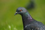 Rock_Dove_close-up