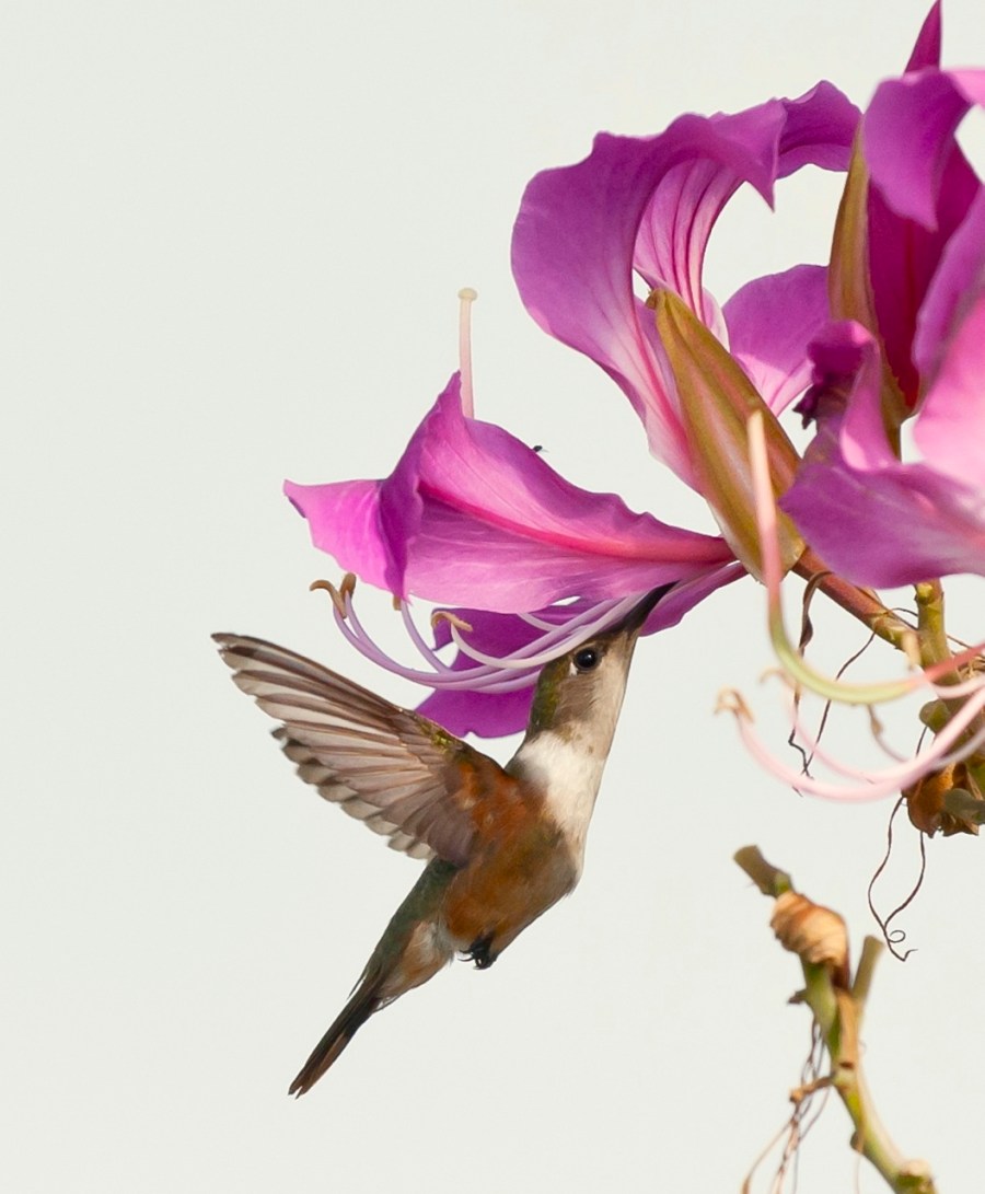 Bahama Woodstar female.Abaco Bahamas.Tom Sheley