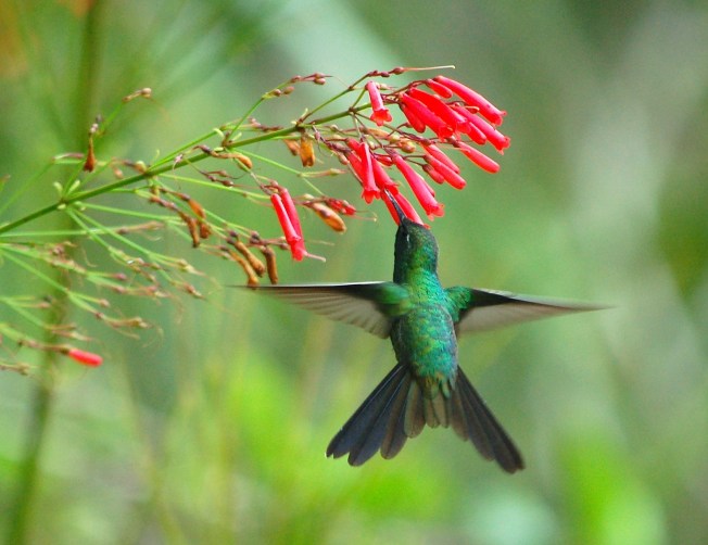 Cuban Emerald (male) Abaco - Becky Marvil
