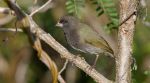 Black-faced Grassquit (m), Abaco - Bruce Hallett