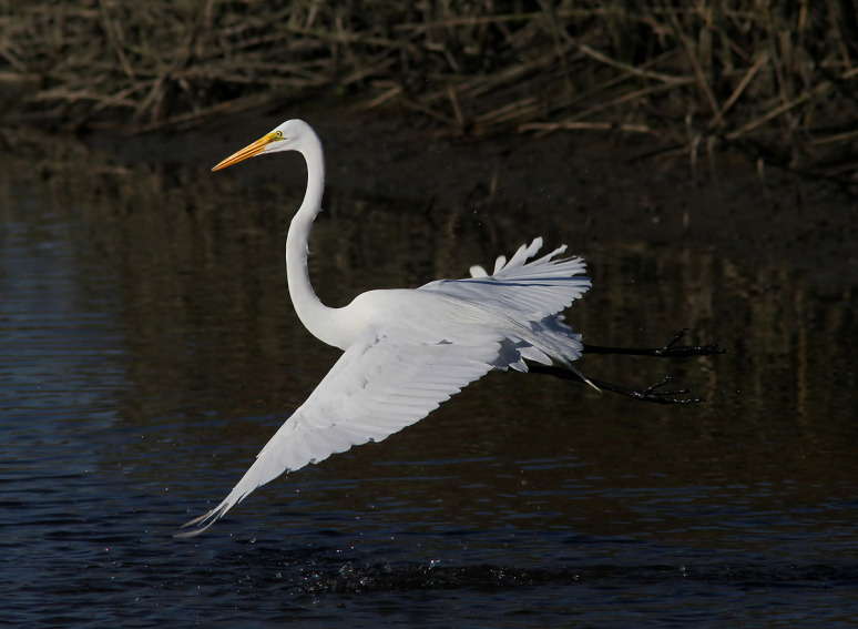 egret-fight-in-the-salt-marsh-02 - (Phil Lanoue)