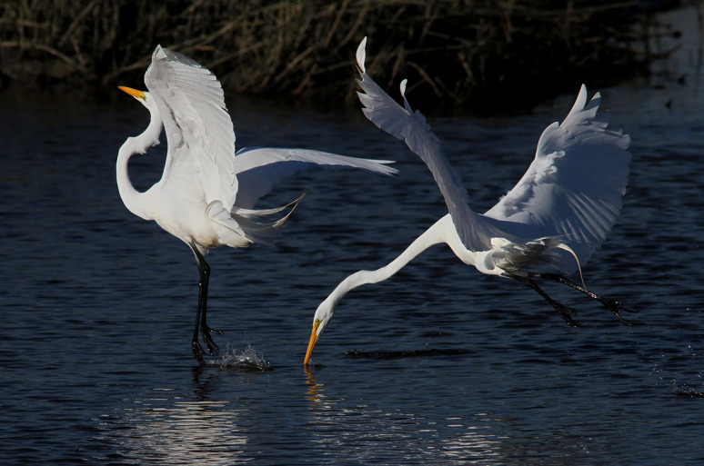 egret-fight-in-the-salt-marsh-05 (Phil Lanoue)