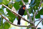 Greater Antillean Bullfinch, Abaco - Tony Hepburn
