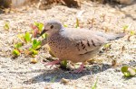 Ground Dove, Abaco -Nina Henry 