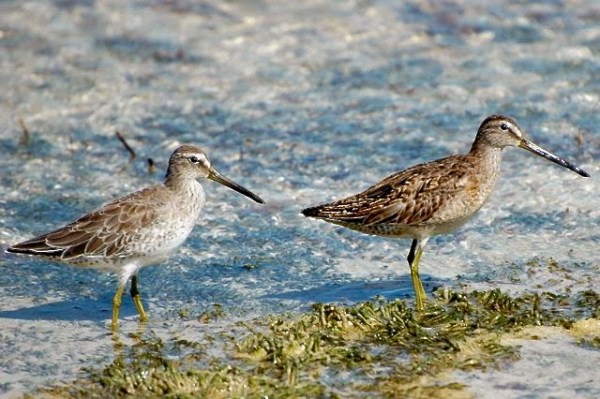Long & Short Billed Dowitchers, Abaco Woody Bracey