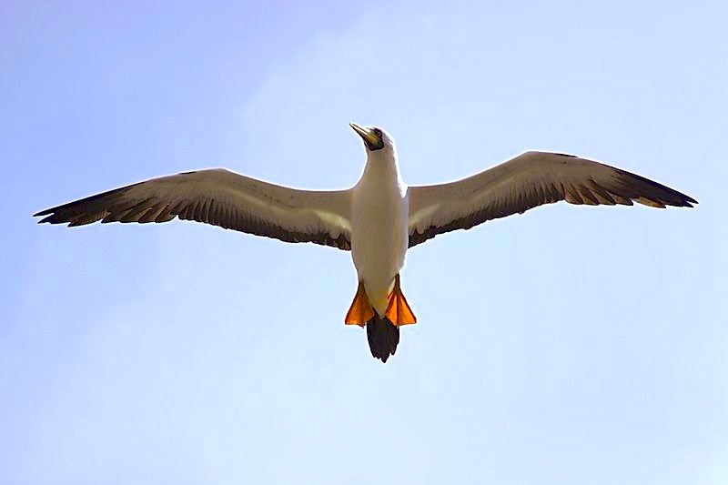 Masked_Booby_(Sula_dactylatra) by Drew Avery