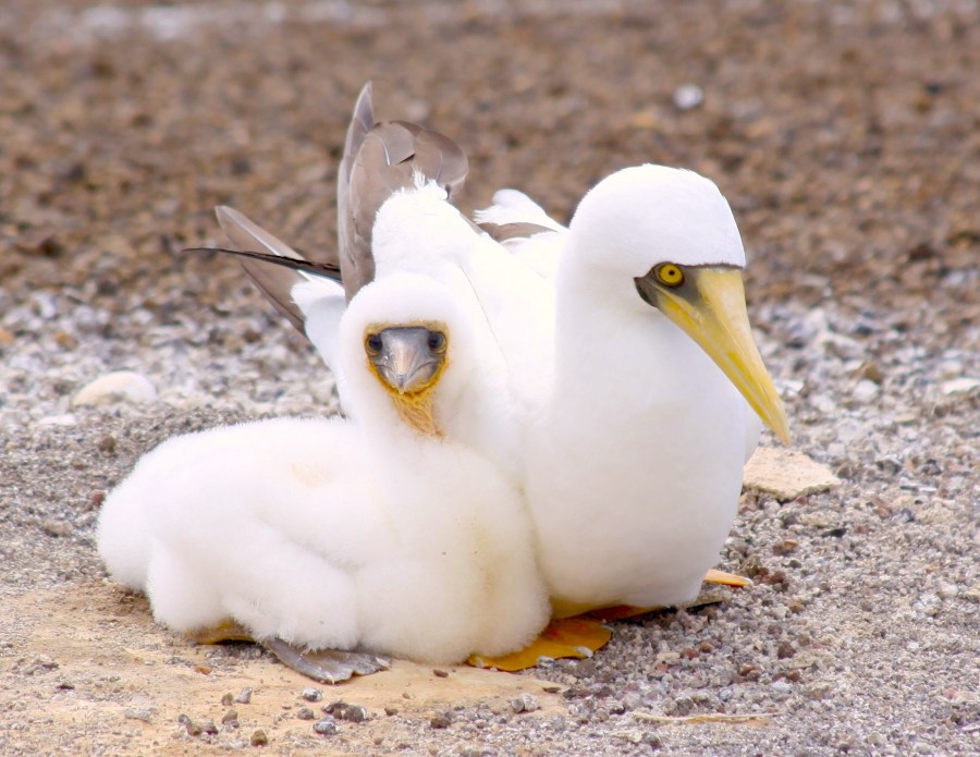 Masked Booby Sula dactylatra (Drew Avery / Amada44 Wikimedia)