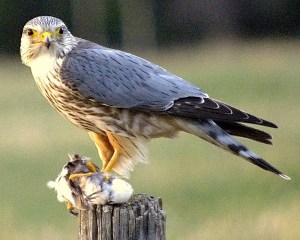 Merlin & Prey - Just a Prairie Boy, Calgary