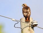 Red-tailed Hawk Abaco - Bruce Hallett