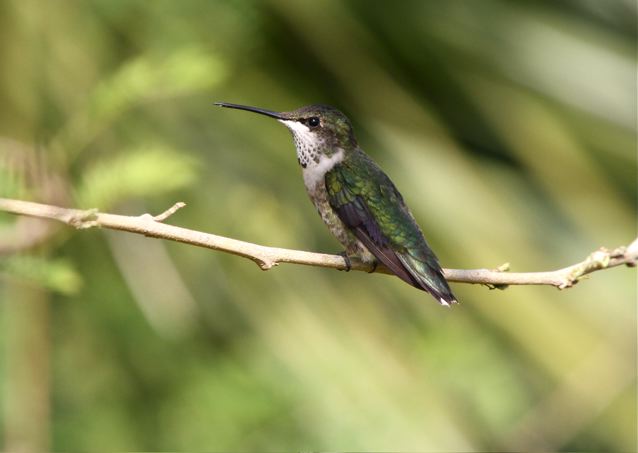 Ruby-throated Hummingbird (male, imm), Abaco (Bruce Hallett)