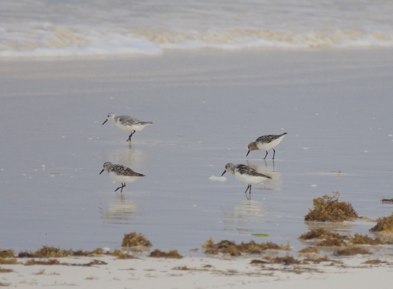Sanderling, Abaco (Alex Hughes)4