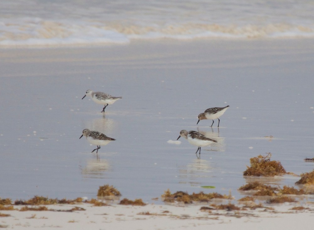 Sanderling, Abaco (Alex Hughes)4