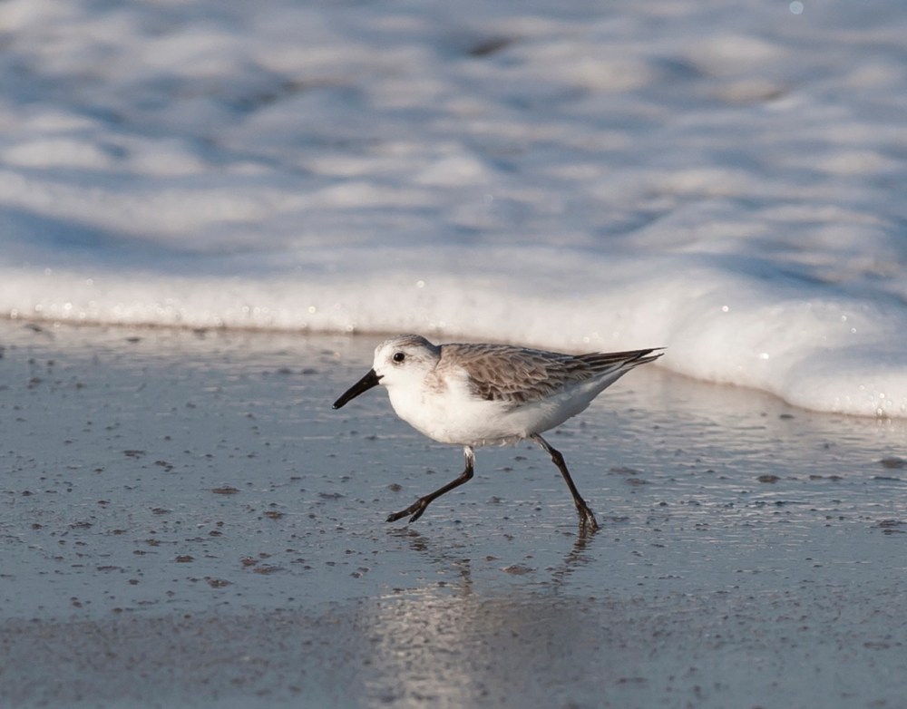 Sanderling.Abaco Bahamas.Tom Sheley2