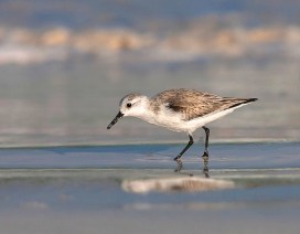 Sanderling, Abaco (Craig Nash)