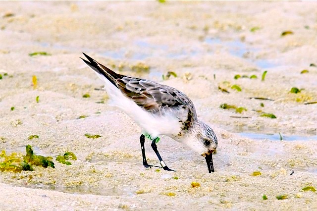 Sanderling, Abaco (Tony Hepburn) copy