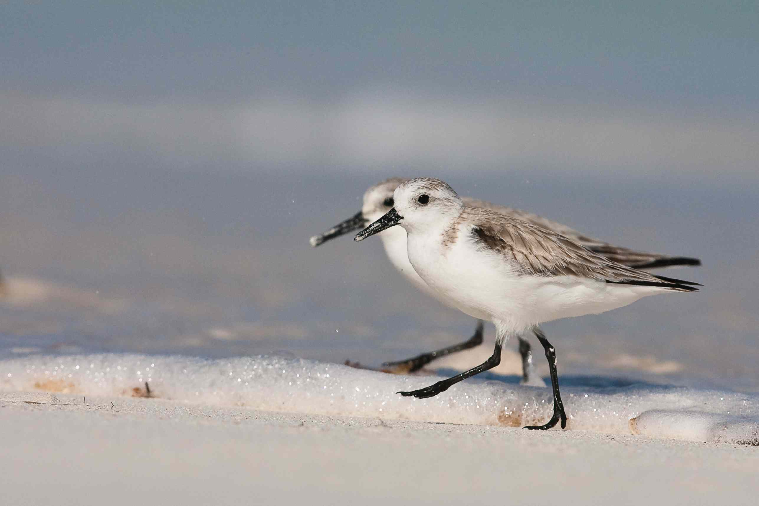 Sanderling Pair, Abaco (Craig Nash)