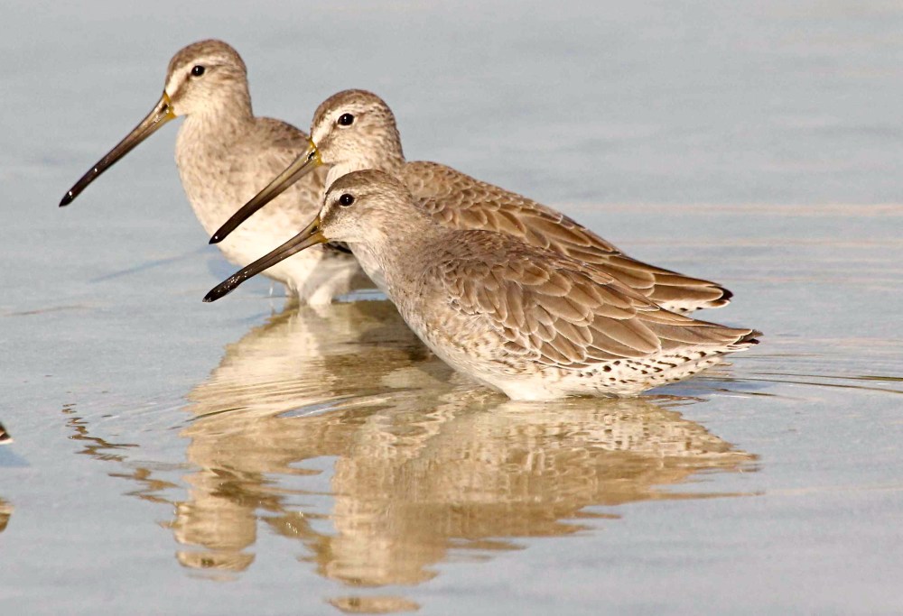 Short-billed Dowitcher, Abaco (Bruce Hallett)