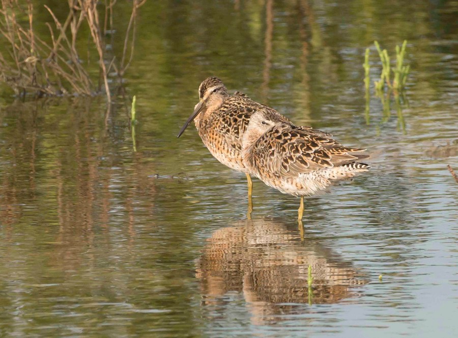 Short-billed Dowitcher2.Abaco Bahamas.Tom Sheley