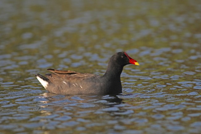 Bahamas-Great Abaco_7536_Common Gallinule_Gerlinde Taurer copy