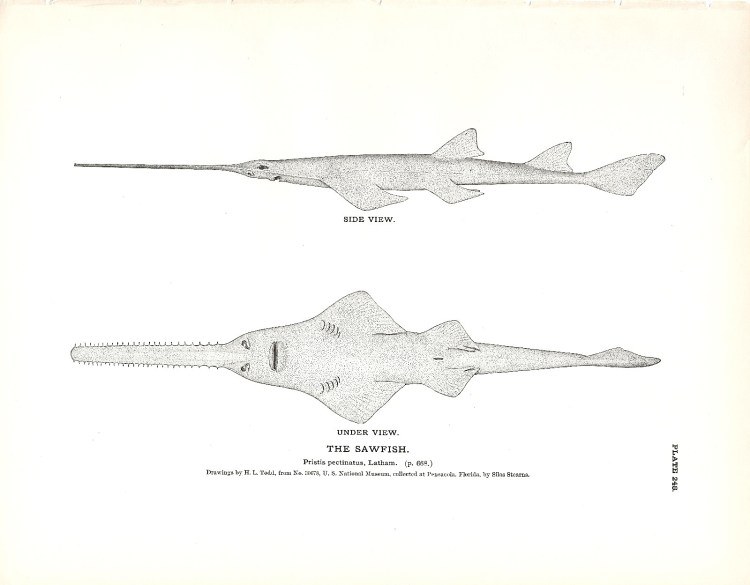 Sawfish Book Plate (1884)