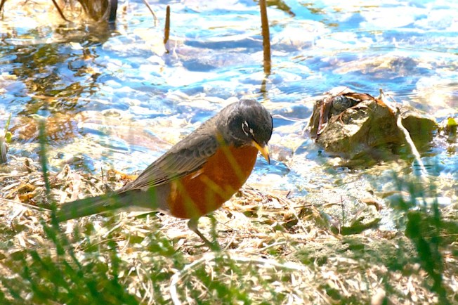 AMERICAN ROBIN, Abaco 1- Nina Henry 