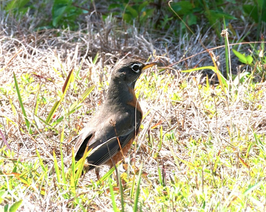AMERICAN ROBIN, Abaco 2- Nina Henry 