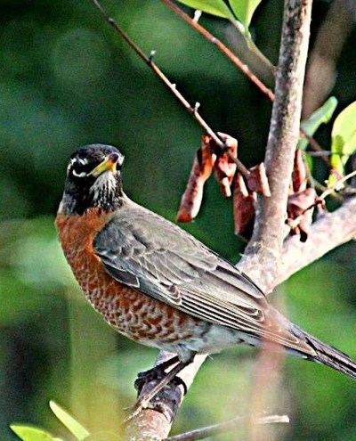 American Robin Man-o-War Cay Abaco (Charmaine Albury)