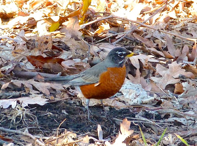 American Robin, NYC (Rolling Harbour)