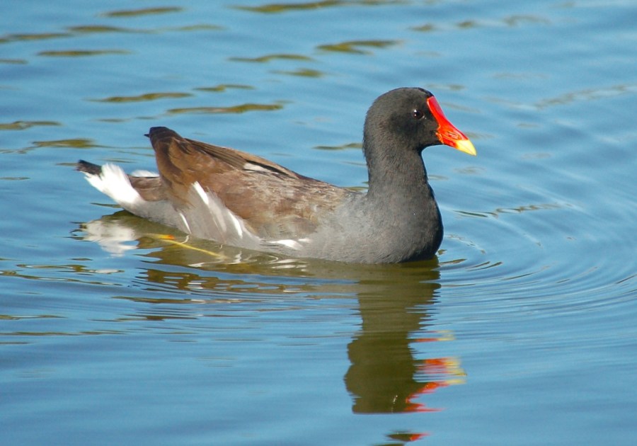 BAHAMAS - Common Gallinule, Abaco, TC GC Hole 11 - Becky Marvil