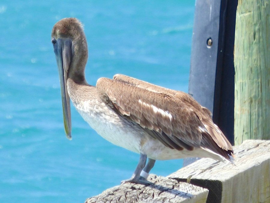 Brown Pelicans, Sandy Point, Abaco 10