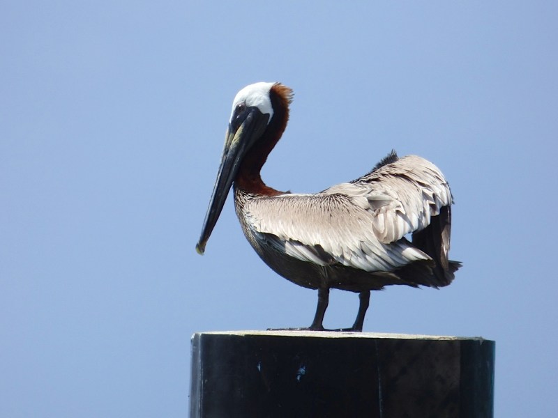 Brown Pelicans, Sandy Point, Abaco 12