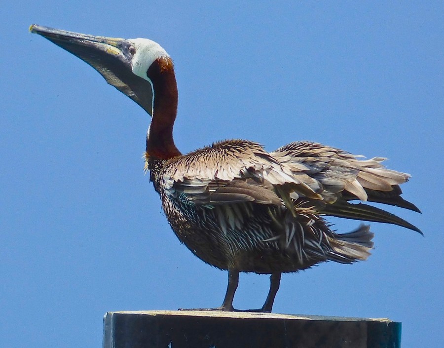Brown Pelicans, Sandy Point, Abaco 13