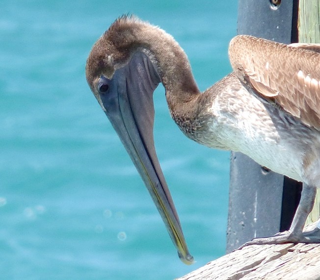 Brown Pelicans, Sandy Point, Abaco 14